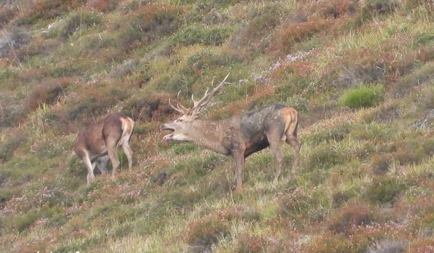La berrea del venado, el atractivo turístico del otoño en Somiedo